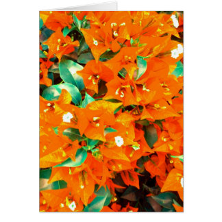 Vibrant Orange Bougainvillea Flowers Hälsningskort