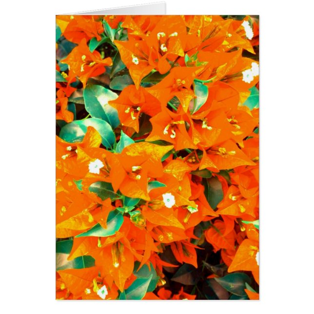 Vibrant Orange Bougainvillea Flowers Hälsningskort (Framsidan)