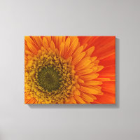 Vibrant Orange Gerbera Daisy StretchedCanvas Skriv