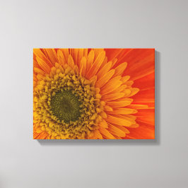 Vibrant Orange Gerbera Daisy StretchedCanvas Skriv Canvastryck