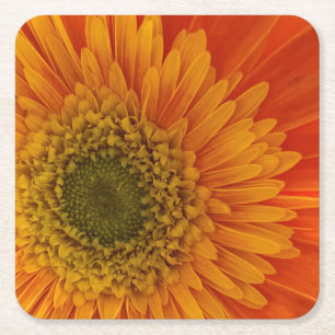 Vibrant Orange Gerbera Daisy Underlägg Papper Kvadrat
