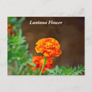 Vibrant orange lant Flower Vykort