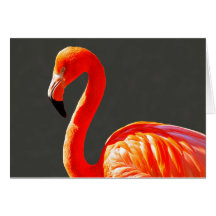 Vibrant Orange Rosa Flamingo