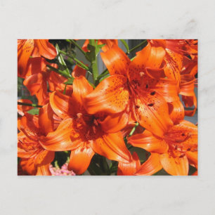 Vibrant Orange Tiger Lilies Vykort