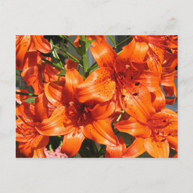 Vibrant Orange Tiger Lilies Vykort (Framsida)