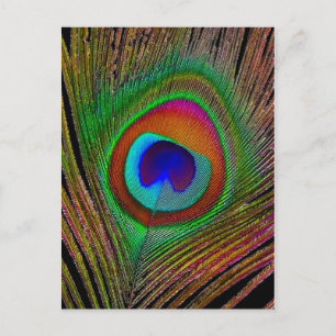 Vibrant Peacock Feather Vykort