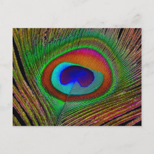 Vibrant Peacock Feather Vykort