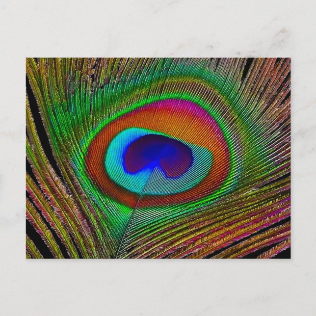 Vibrant Peacock Feather Vykort (Framsida)