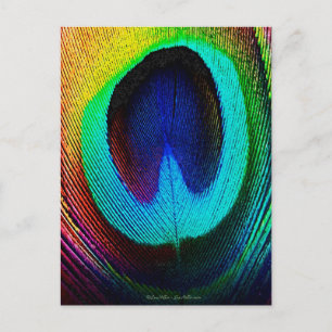 Vibrant Peacock Feather Vykort