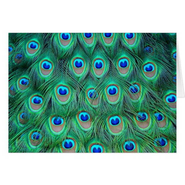 Vibrant Peacock Feathers Hälsningskort (Framsidan Horizontal)