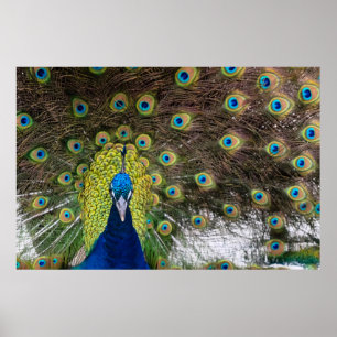 Vibrant Peacock Feathers Poster