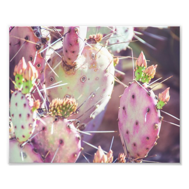 Vibrant prickly Pear Closeup | Fotoutskrift Fototryck (Framsidan)