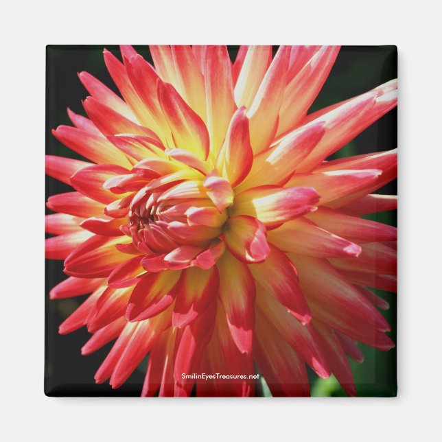 Vibrant Red Dahlia Blomsterfotografi Magnet (Framsidan)