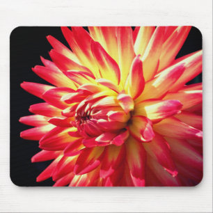 Vibrant Red Dahlia Flower Musmatta