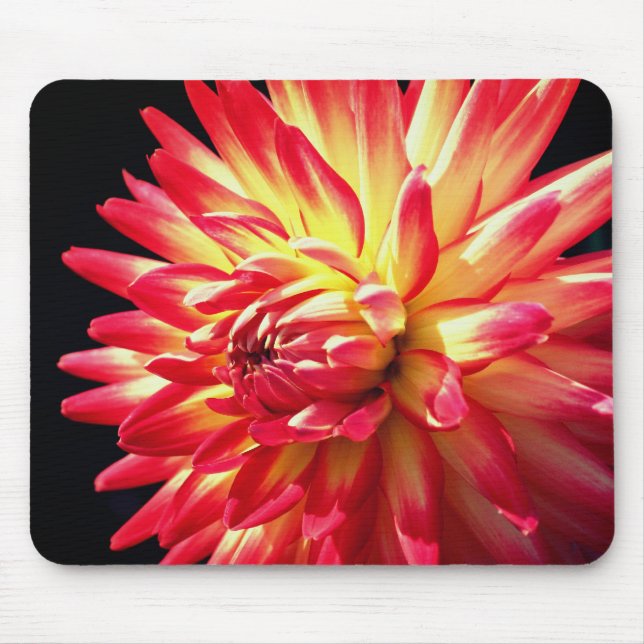 Vibrant Red Dahlia Flower Musmatta (Framsidan)