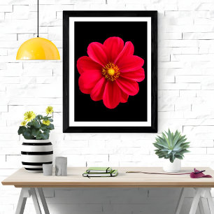 Vibrant Red Dahlia Fototryck