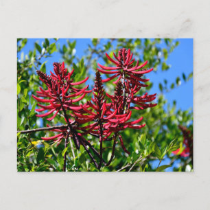 Vibrant Red Erythrina Flowers Vykort