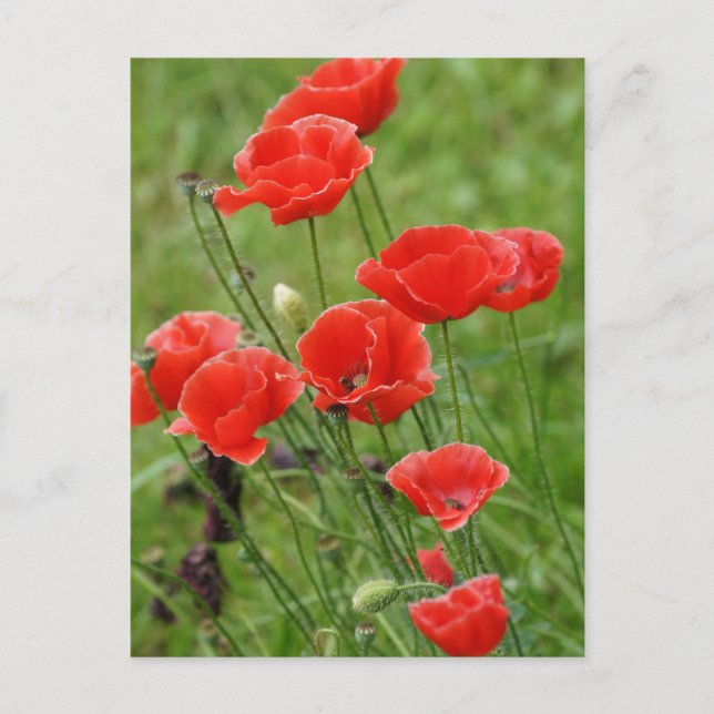 Vibrant Red Poppy Flowers Vykort (Framsida)