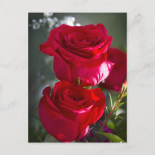 Vibrant Romantic Röd ros Vykort