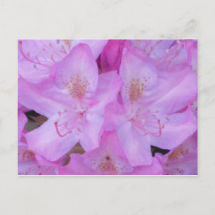 Vibrant Rosa Blommigt vykort