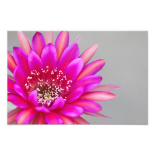 Vibrant Rosa Cactus blomman Petals Fototryck