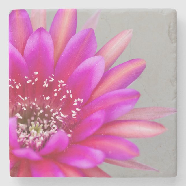 Vibrant Rosa Cactus blompetals Stenunderlägg (Framsidan)