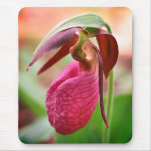 Vibrant Rosa Dam Slipper Orchid Flower Musmatta