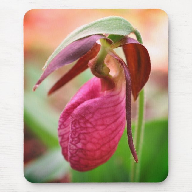 Vibrant Rosa Dam Slipper Orchid Flower Musmatta (Framsidan)