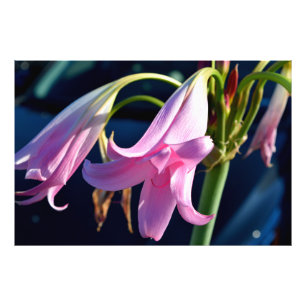 Vibrant Rosa Lily Fototryck
