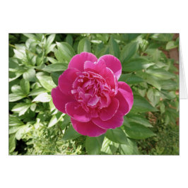 Vibrant Rosa Peony Blank Card Hälsningskort