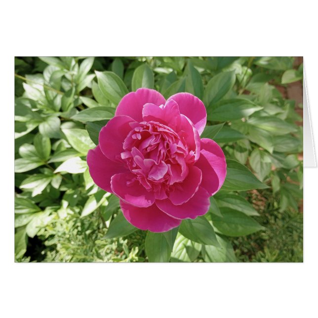 Vibrant Rosa Peony Blank Card Hälsningskort (Framsidan Horizontal)