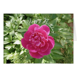 Vibrant Rosa Peony Flower Birthday Card Hälsningskort