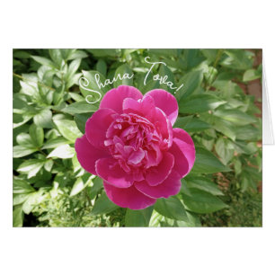 Vibrant Rosa Peony Flower Rosh Hashanah Card Hälsningskort