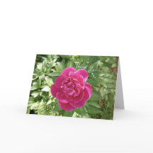 Vibrant Rosa Peony Flower Tack-kort