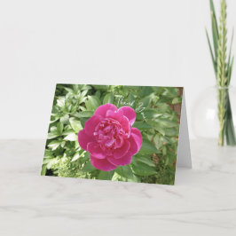 Vibrant Rosa Peony Flower Tack-kort Tack Kort