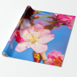 Vibrant Rosa Sakura-Blommar och tydlig Blå himmel Presentpapper