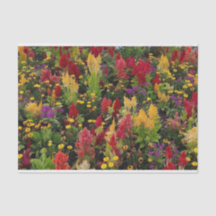 Vibrant Summer Blomsterträdgård i Orlando Florida