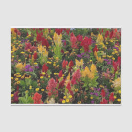 Vibrant Summer Blomsterträdgård i Orlando Florida