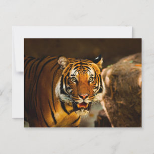 Vibrant Tiger på nära håll Vykort