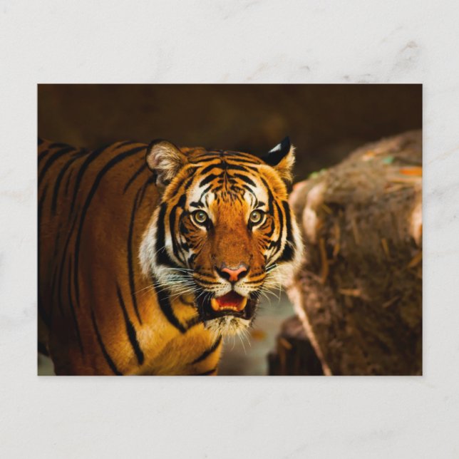 Vibrant Tiger på nära håll Vykort (Framsida)