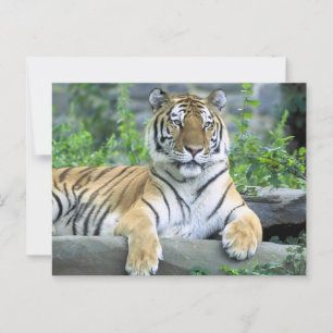 Vibrant Tiger på nära håll Vykort