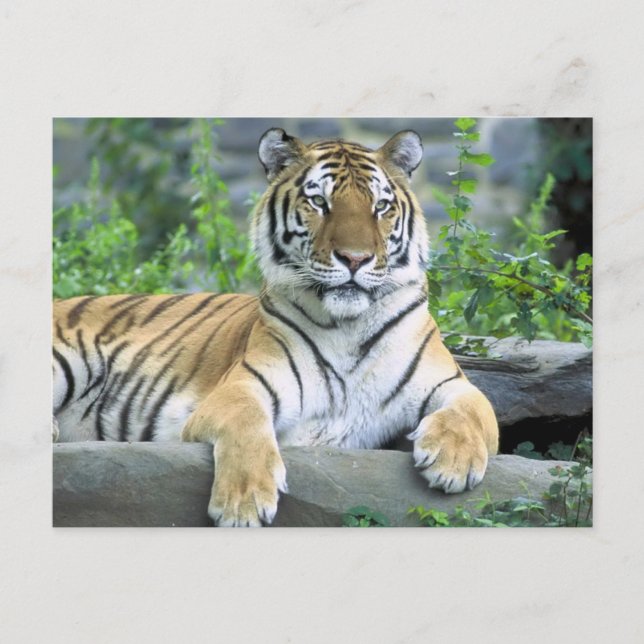 Vibrant Tiger på nära håll Vykort (Framsida)