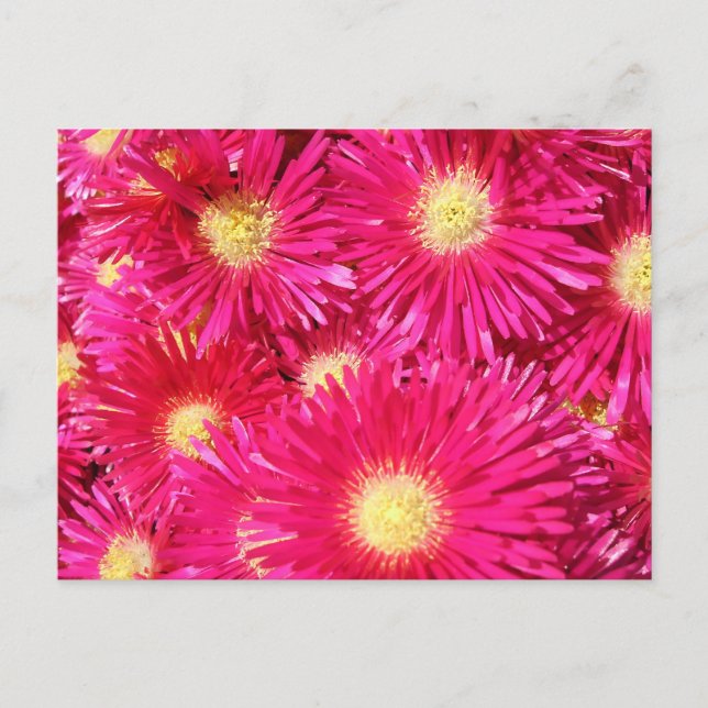 Vibrant trailing ice plant vykort (Framsida)