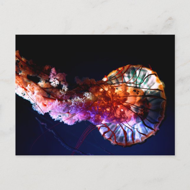 Vibrant Tropical Undersea Jellyfish Vykort (Framsida)