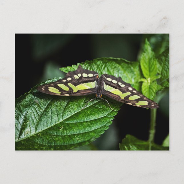 Vibrant vykort för Grönt (Framsida)