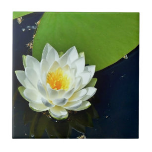 Vibrant White Vatten Lily Photo Kakelplatta