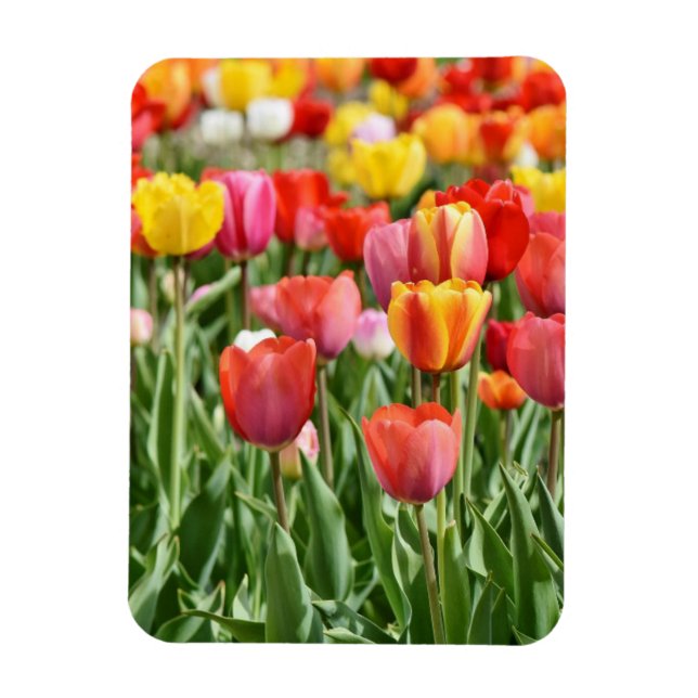 Vibrant Yellow and Red Tulips Garden Photo Magnet (Vertikal)