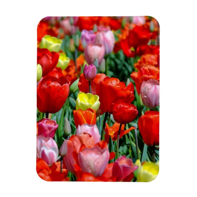 Vibrant Yellow and Red Tulips Garden Photo Magnet (Vertikal)