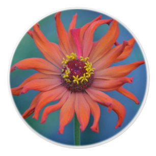 Vibrant Zinnia Ceramic Knob Knopp