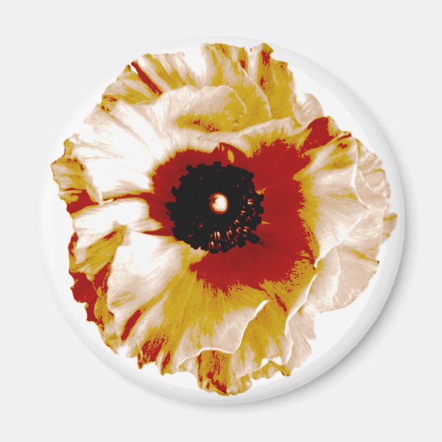 vibrerande orange och vit ranunculus magnet (Framsidan)